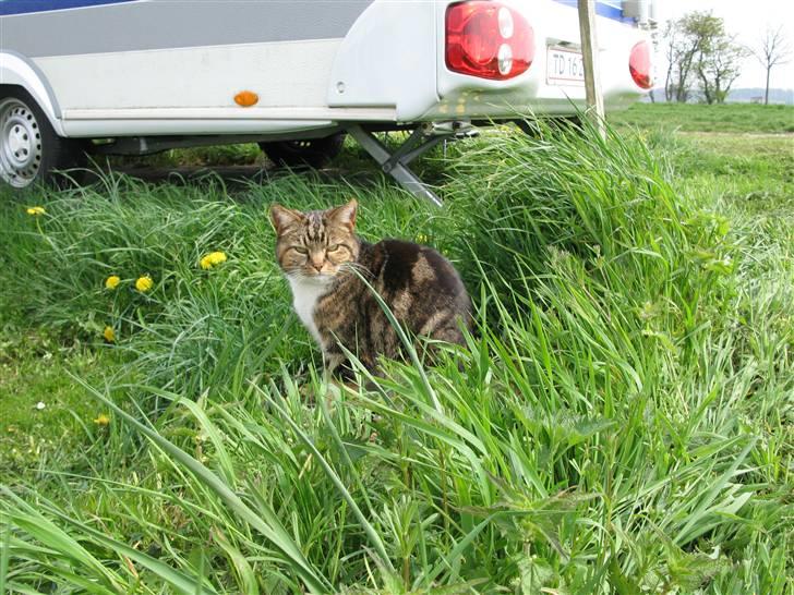 Huskat Kisser billede 8