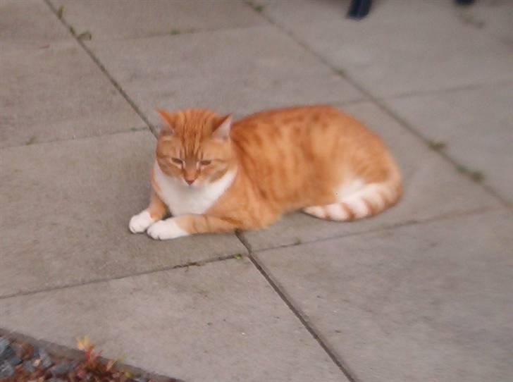 Blanding af racer Laban - her ligger laban og slikker lidt sol ude i haven..Smil billede 10