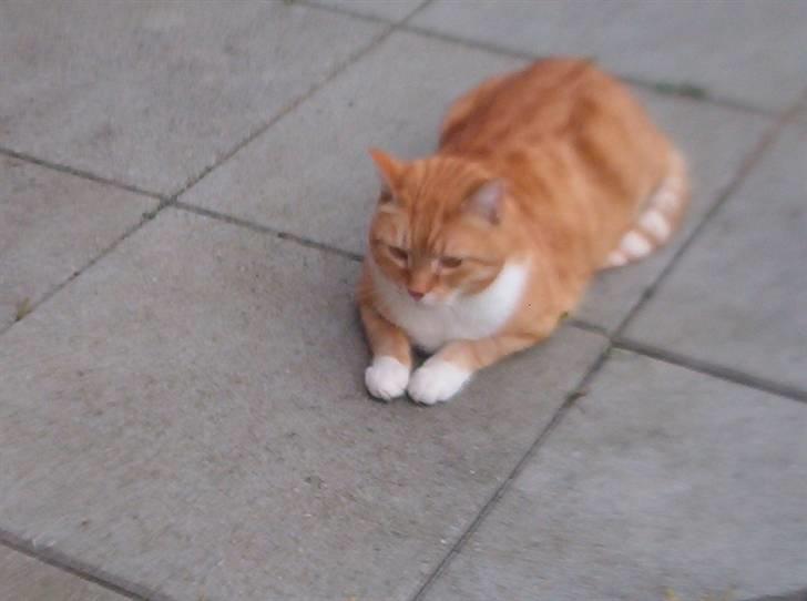 Blanding af racer Laban - laben ligger bare og slapper af.. billede 11