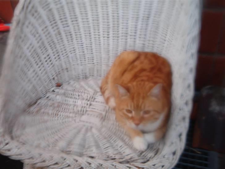 Blanding af racer Laban - laban har fundet en kurvestol og hygge sig i.. Smil billede 12