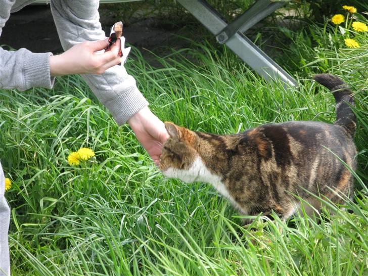 Huskat Kisser billede 9