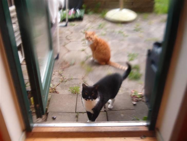 Blanding af racer Laban - her stå vi mio og laban og venter på at for noget morgenmad..umm billede 13