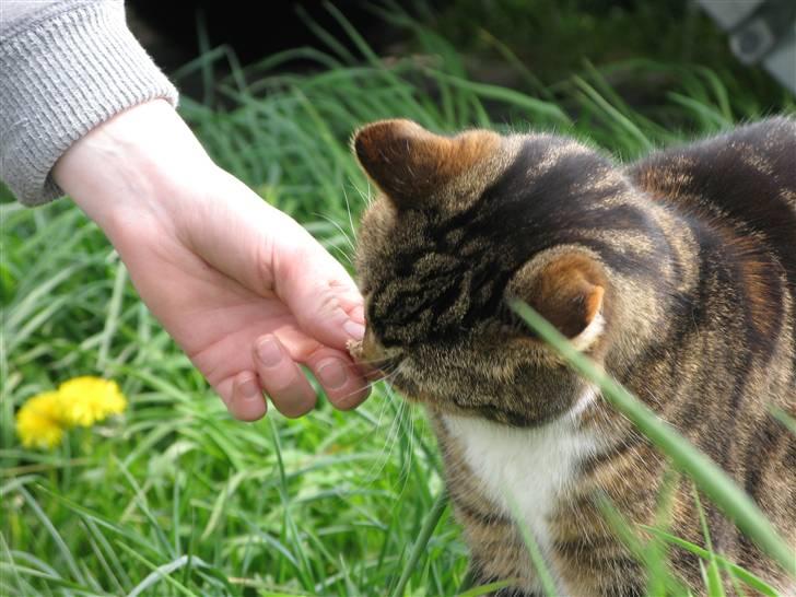 Huskat Kisser billede 10