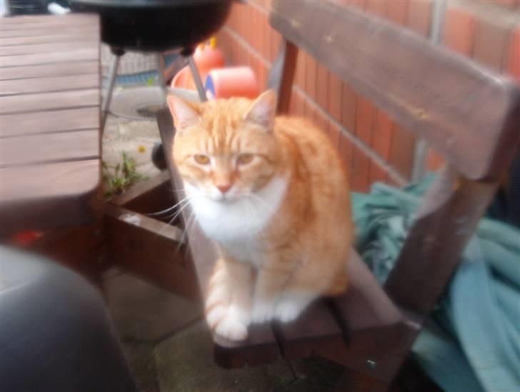 Blanding af racer Laban - her sidder laban og hygger..Smil billede 14