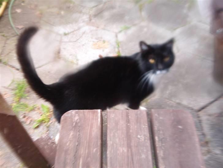 Blanding af racer Mio - her er mio lige kommer hjem han har været væk hele natten..! billede 11