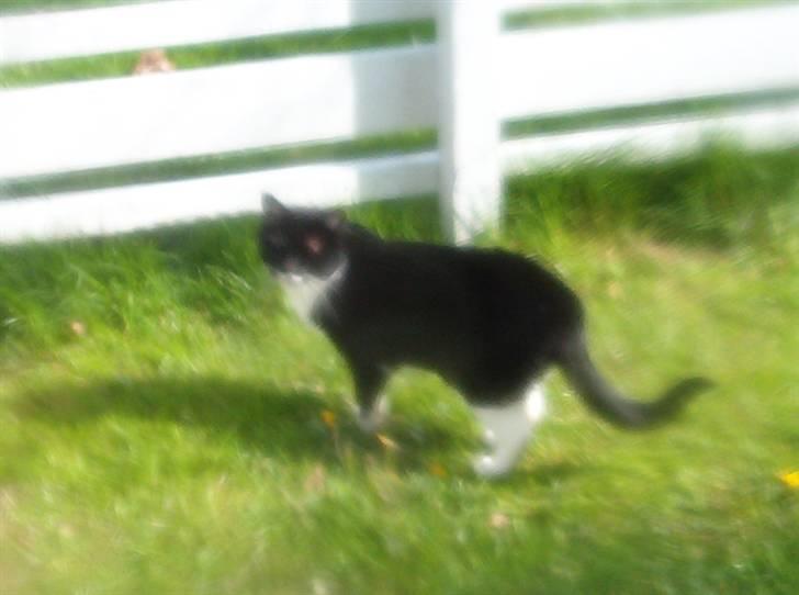 Blanding af racer Mio - hej jeg smutter igen ses.. billede 12