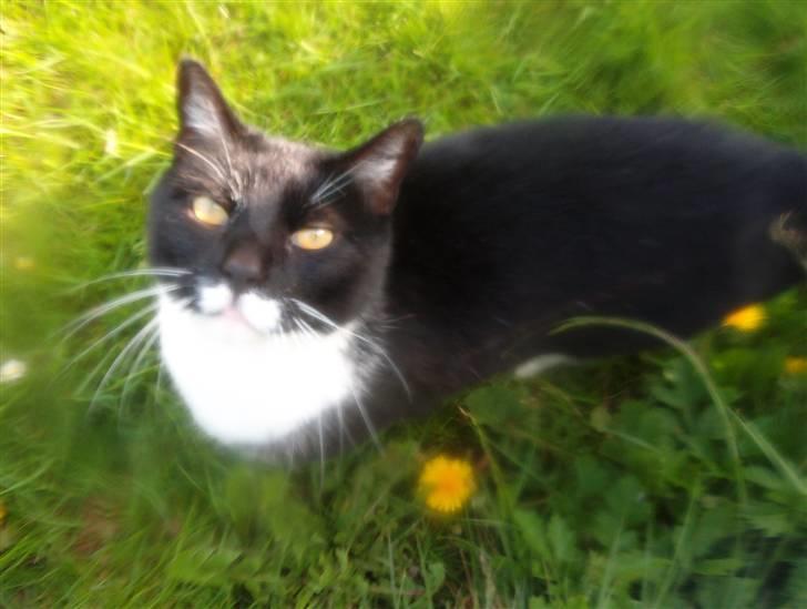 Blanding af racer Mio - hej her er jeg fræk men dejlig..Smil billede 13