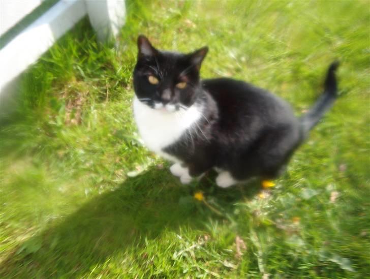 Blanding af racer Mio - jeg ved ikke rigtig om jeg skal løbe min vej igen jeg kan altså ikke lige det kamera..? hmm billede 14