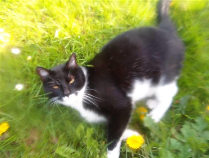 Blanding af racer Mio - nåå oki "Så lad hende dog tag nogle af mig så kan det være jeg for fred det næste stykke tid"..*GG* billede 15