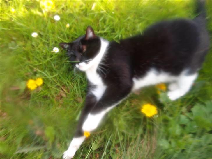 Blanding af racer Mio - Er det ved at være godt nok nu eller hvordan skal jeg ligge..Smil billede 16