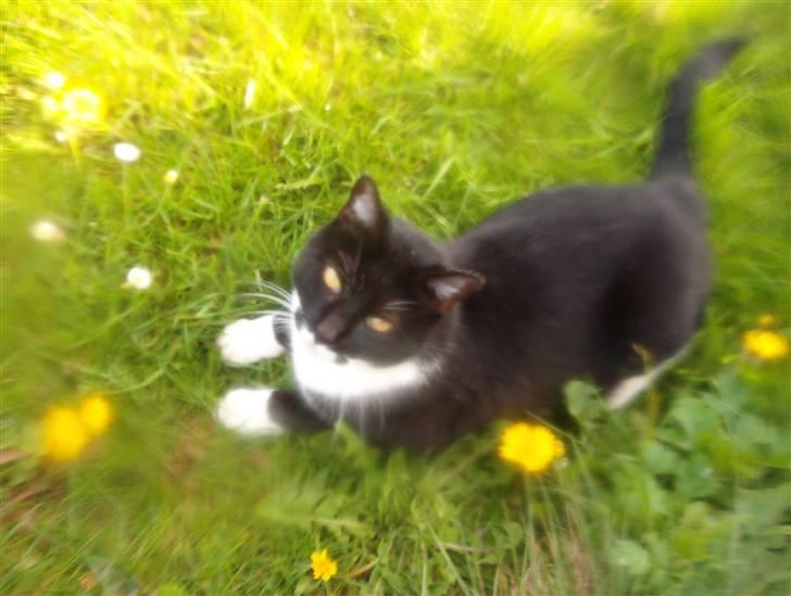 Blanding af racer Mio - oki er jeg ikke bare dejlige men jeg er ikke glad for at for taget billeder.. så jeg smutter hen til min bror nu..hehe. billede 17