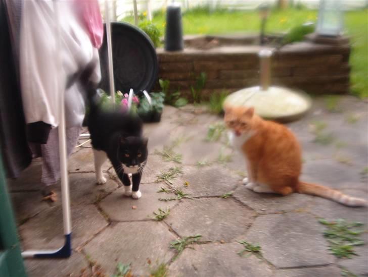 Blanding af racer Mio - ja jeg prøver at gemme mig under tørestativet nu.. men jeg stå jeg sammen med laban så gør det ikke så meget så er vi to..;0) billede 18