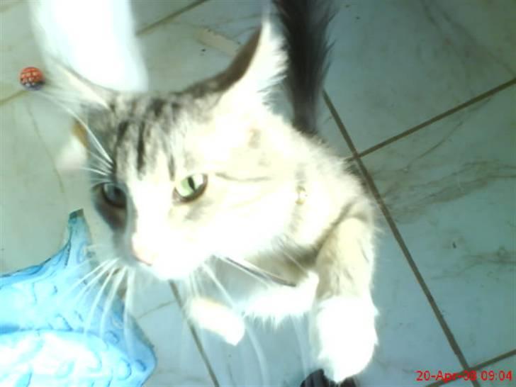 Norsk Skovkat spitty billede 7