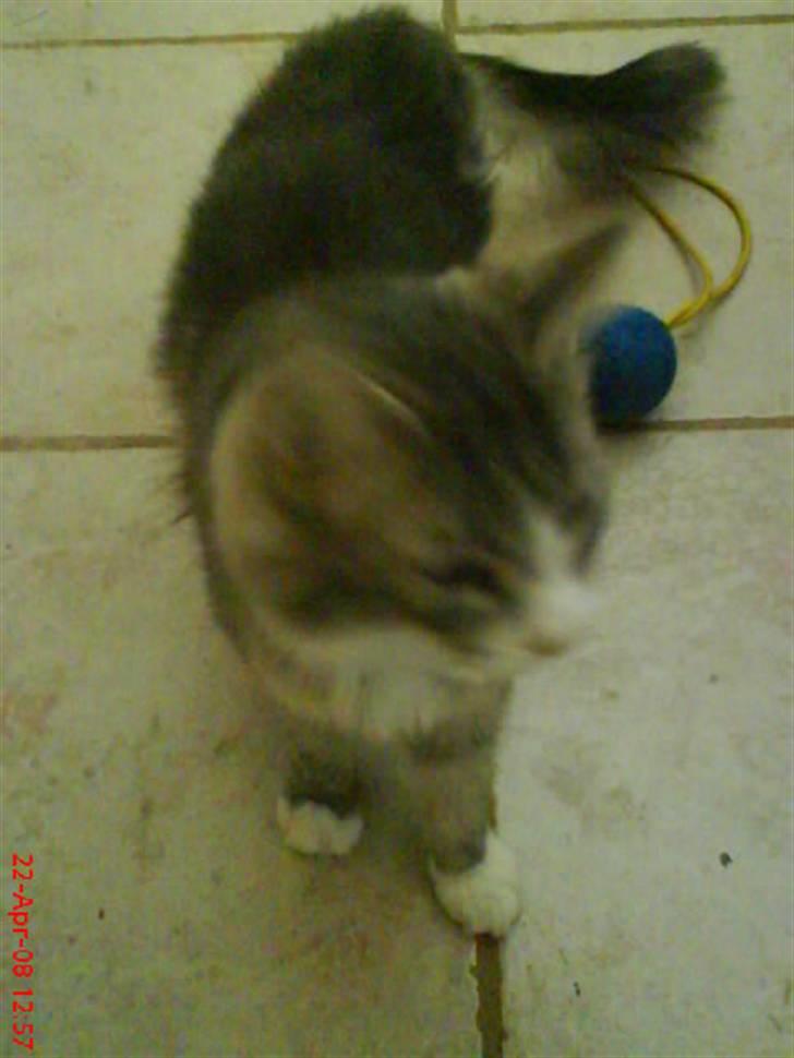 Norsk Skovkat spitty billede 8