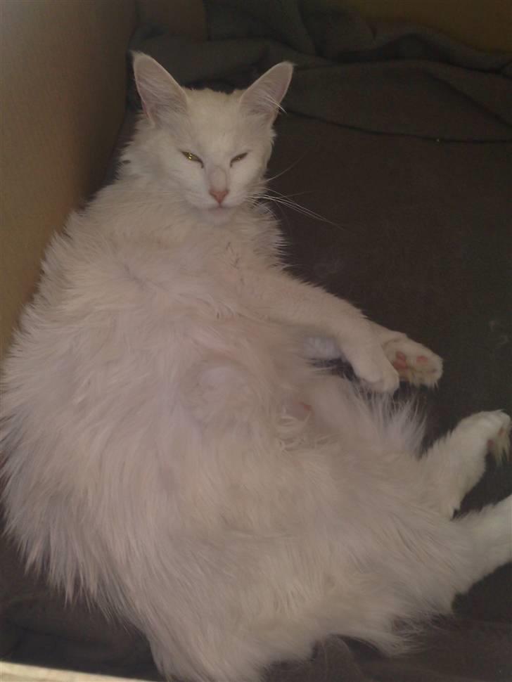 Maine Coon Missmiacoons Inca  - lille gravide mutti billede 13