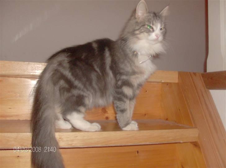 Norsk Skovkat spitty billede 9