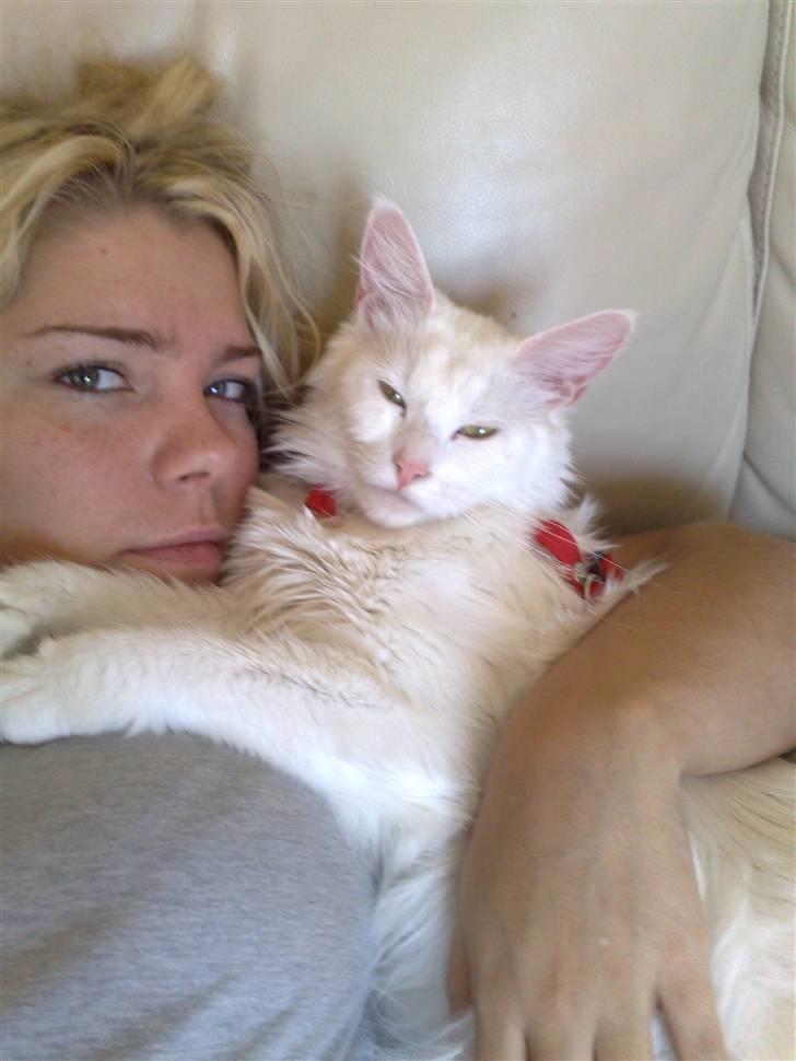 Maine Coon Missmiacoons Inca  - et billede kort inden hun skulle føde. billede 14