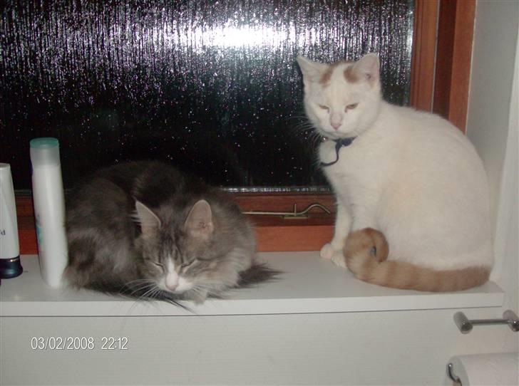 Blanding af racer silke billede 2