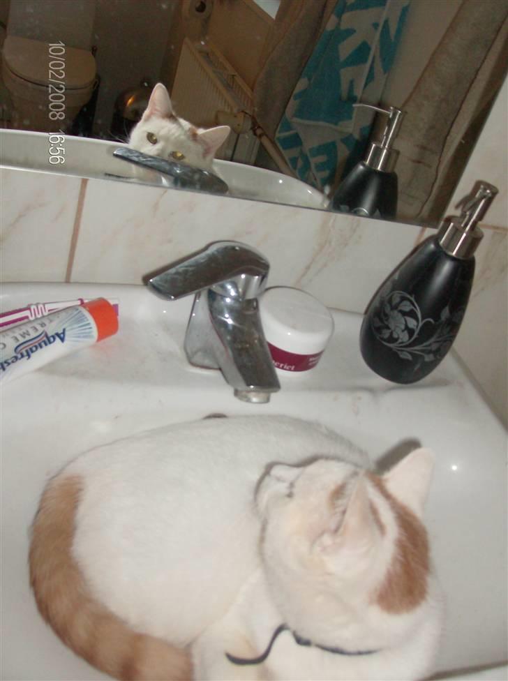 Blanding af racer silke - hmm.....hvem er mod det der er i spejlet??? billede 3