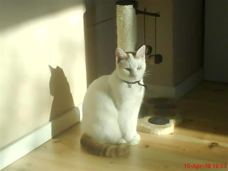 Blanding af racer silke - uha solen skinner det dejligt billede 4