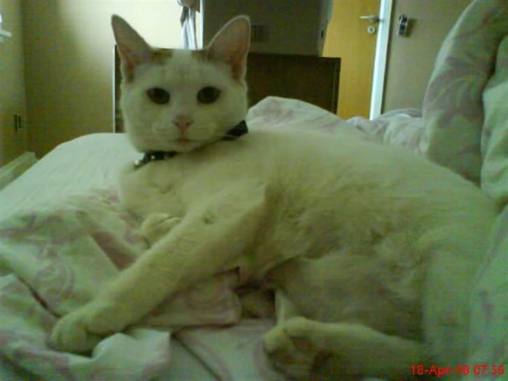 Blanding af racer silke - så liiger vi rigtig og slapper af billede 5