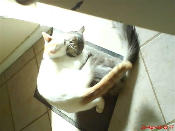 Blanding af racer silke - en lille slogs kamp billede 6