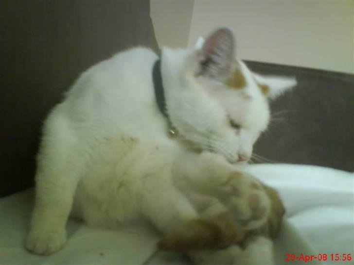 Blanding af racer silke billede 7