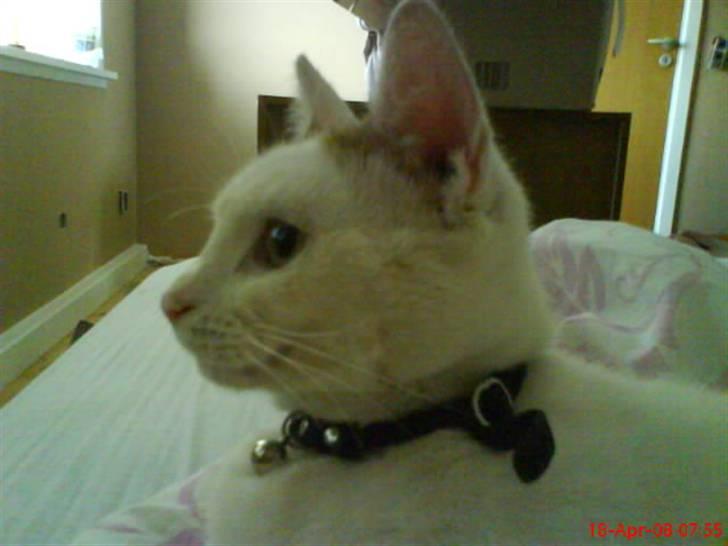 Blanding af racer silke - uha har set noget billede 8