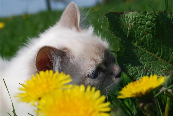 Hellig Birma Amarillia Vom Blüten † billede 17