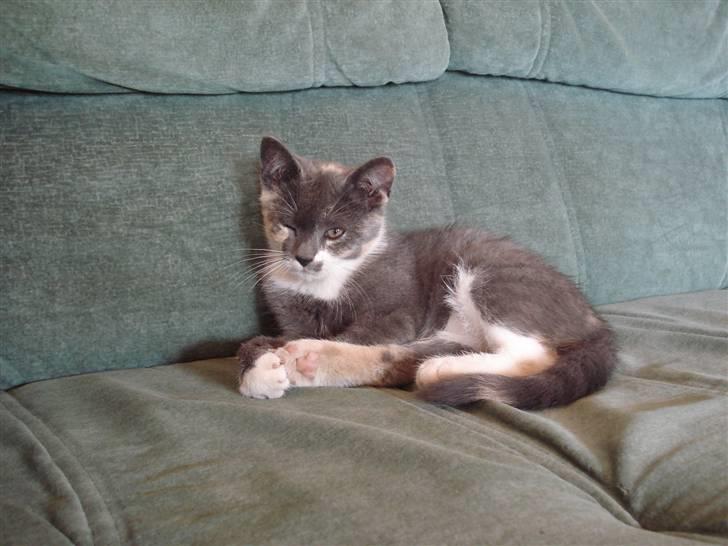 Blanding af racer Puff † - Puff da hun var killing :) <3 billede 1