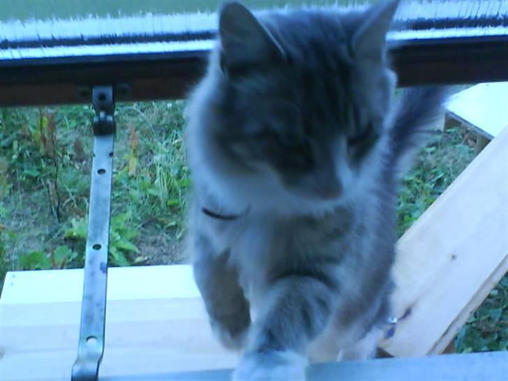 Norsk Skovkat spitty billede 10