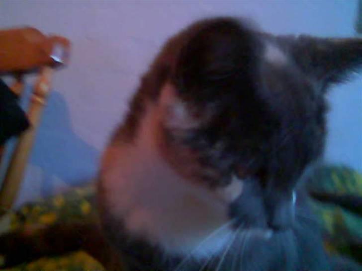 Blanding af racer Puff † billede 2