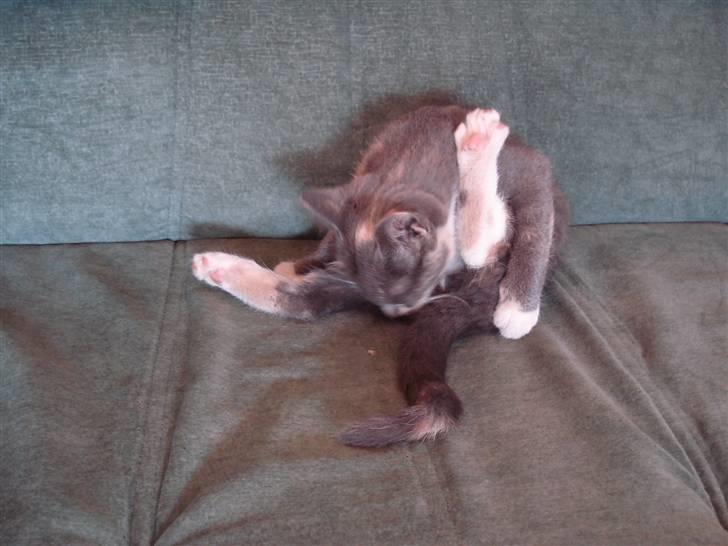 Blanding af racer Puff † - Puff da hun var killing :) <3 billede 3