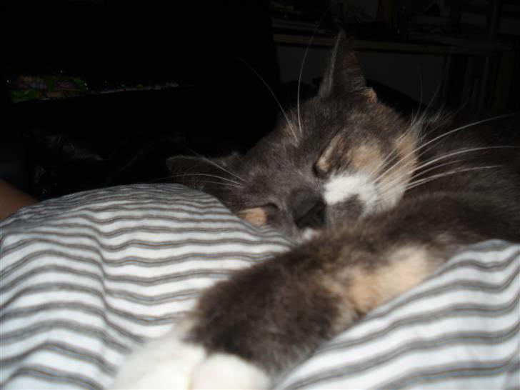 Blanding af racer Puff † billede 4