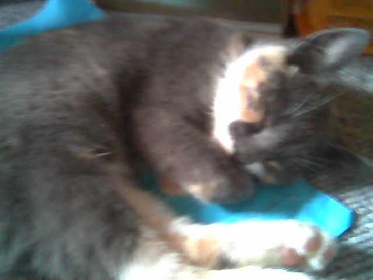 Blanding af racer Puff † billede 5