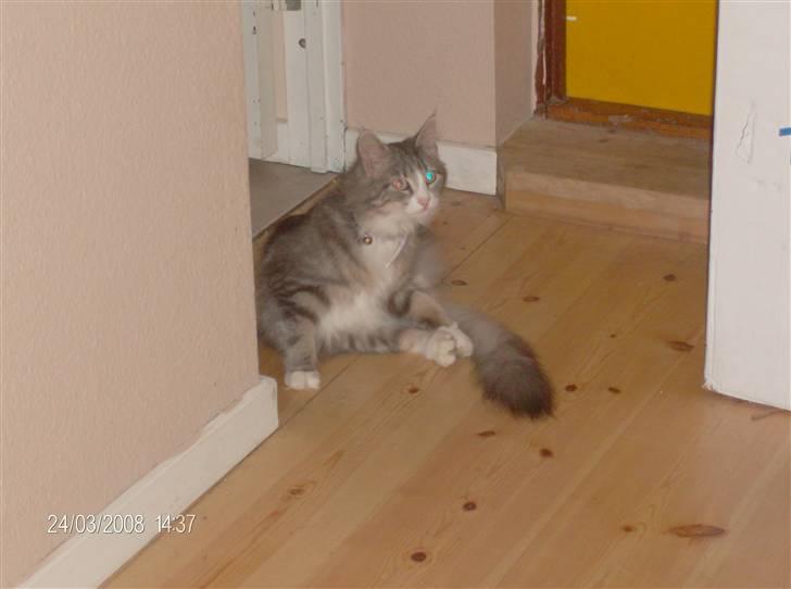 Norsk Skovkat spitty billede 11