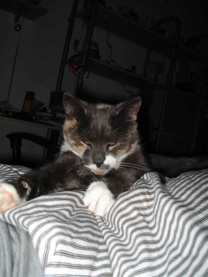 Blanding af racer Puff † billede 6