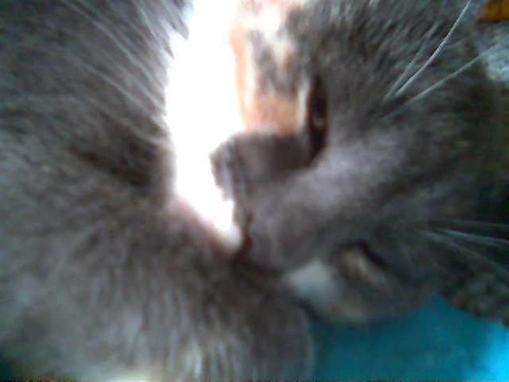 Blanding af racer Puff † billede 7