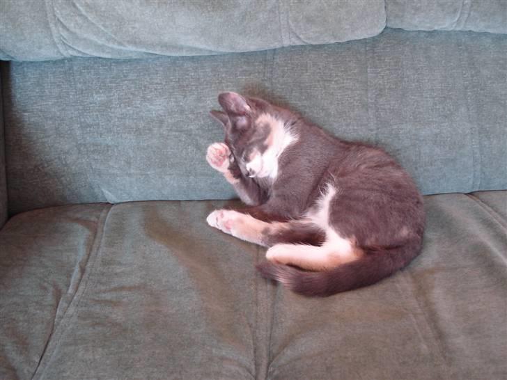 Blanding af racer Puff † - Puff da hun var killing :) <3 billede 8