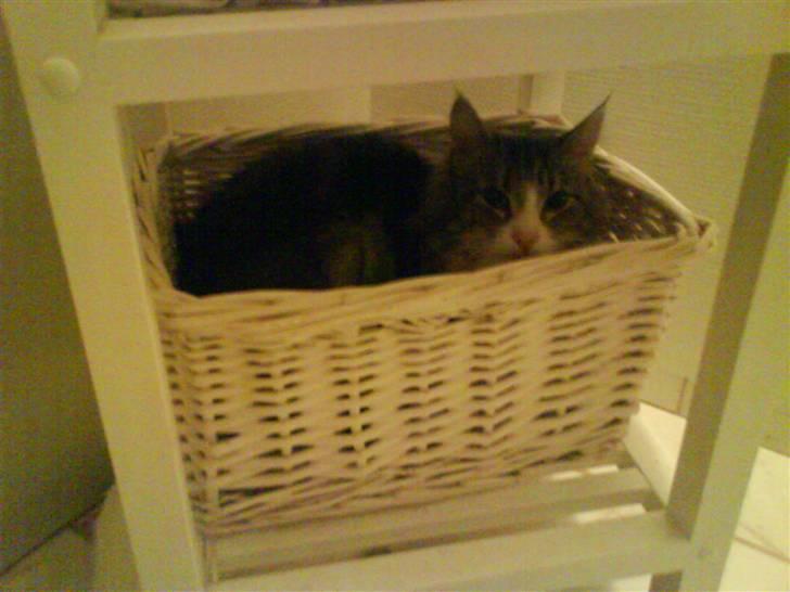 Norsk Skovkat spitty billede 12