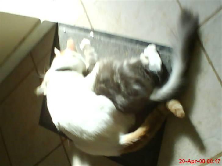 Norsk Skovkat spitty billede 13