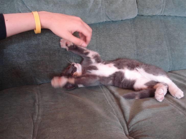 Blanding af racer Puff † - Puff da hun var killing :) <3 billede 9