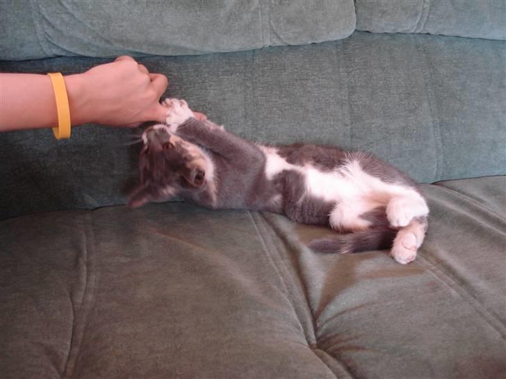 Blanding af racer Puff † billede 10