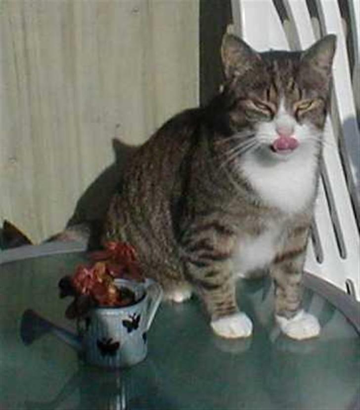 Blanding af racer Muddie † billede 1