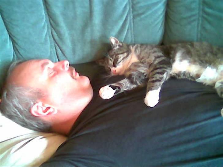 Blanding af racer Muddie † - Far tager en lur med Muddie, selvom han ikke vil indrømme at han kan lide katten xD billede 2