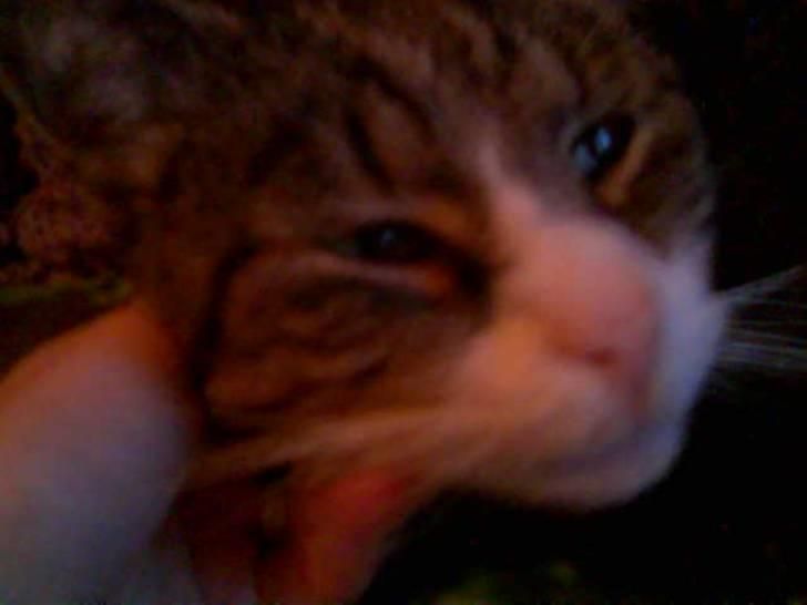 Blanding af racer Muddie † - Uhh ja ! Lige der ! xD billede 3