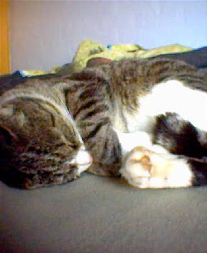 Blanding af racer Muddie † billede 4