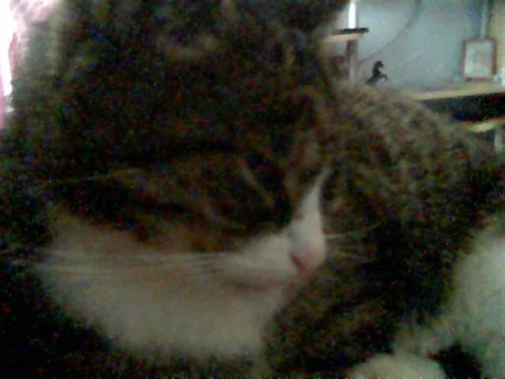 Blanding af racer Muddie † billede 5