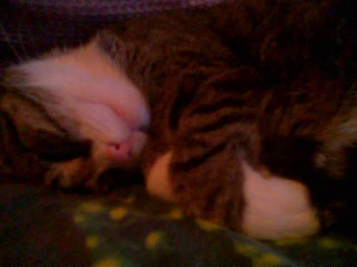 Blanding af racer Muddie † billede 6