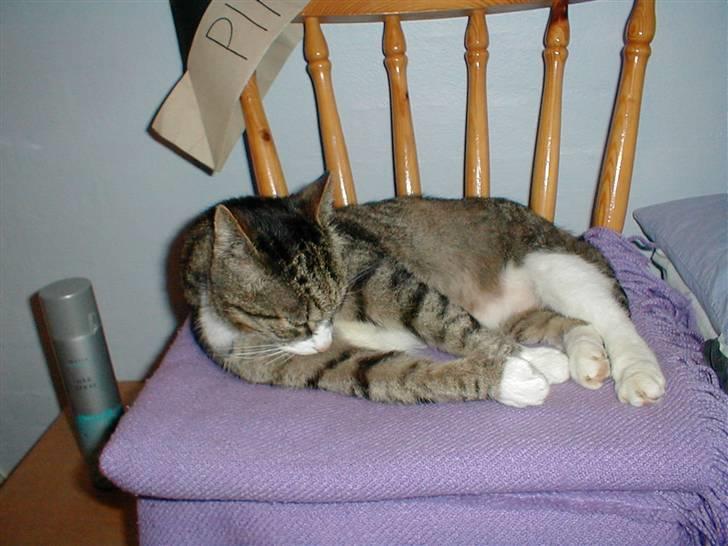 Blanding af racer Muddie † billede 7